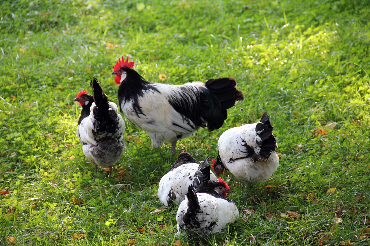 animal animals poultry free photo