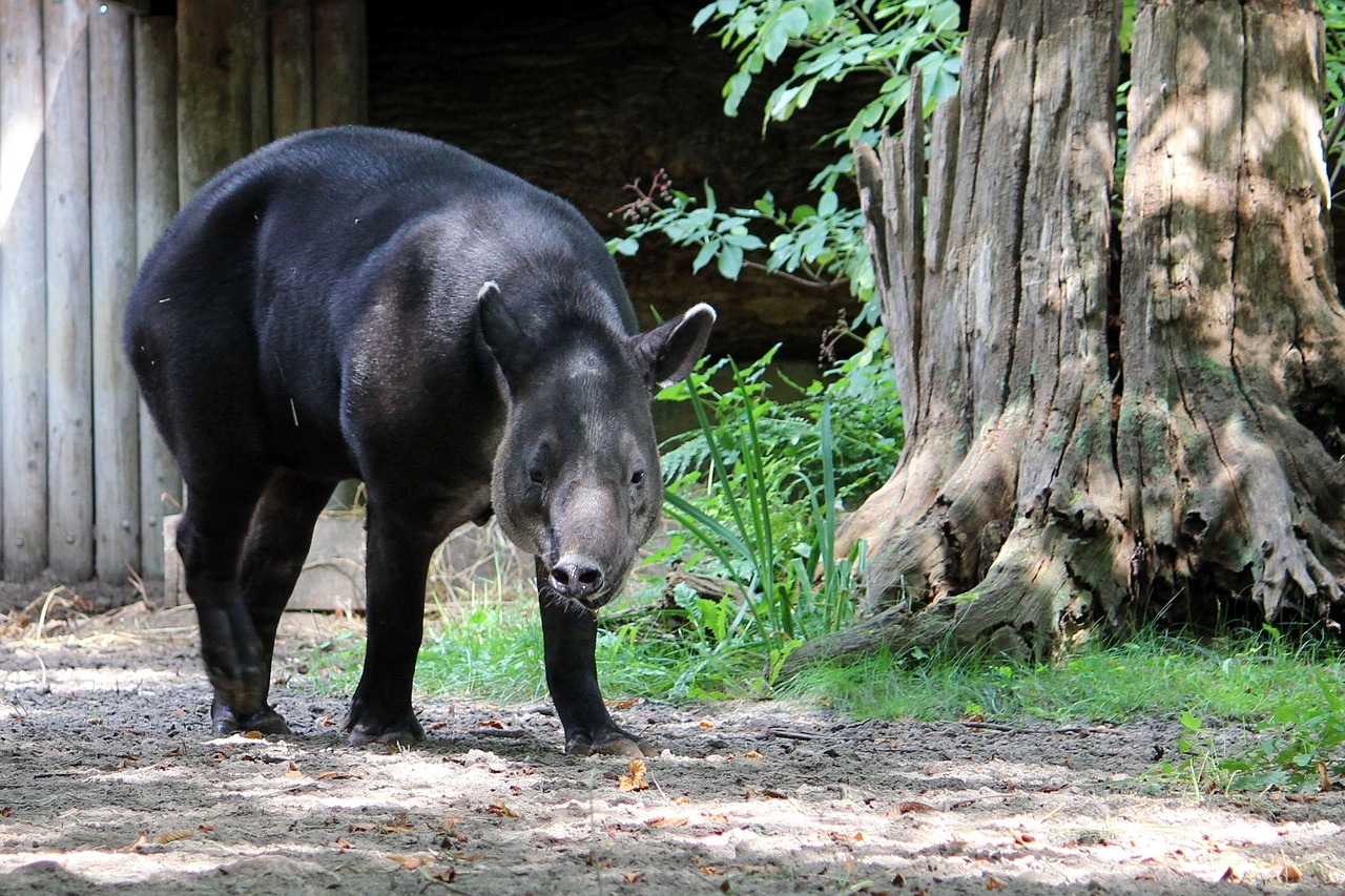 animal mammal tapir free photo