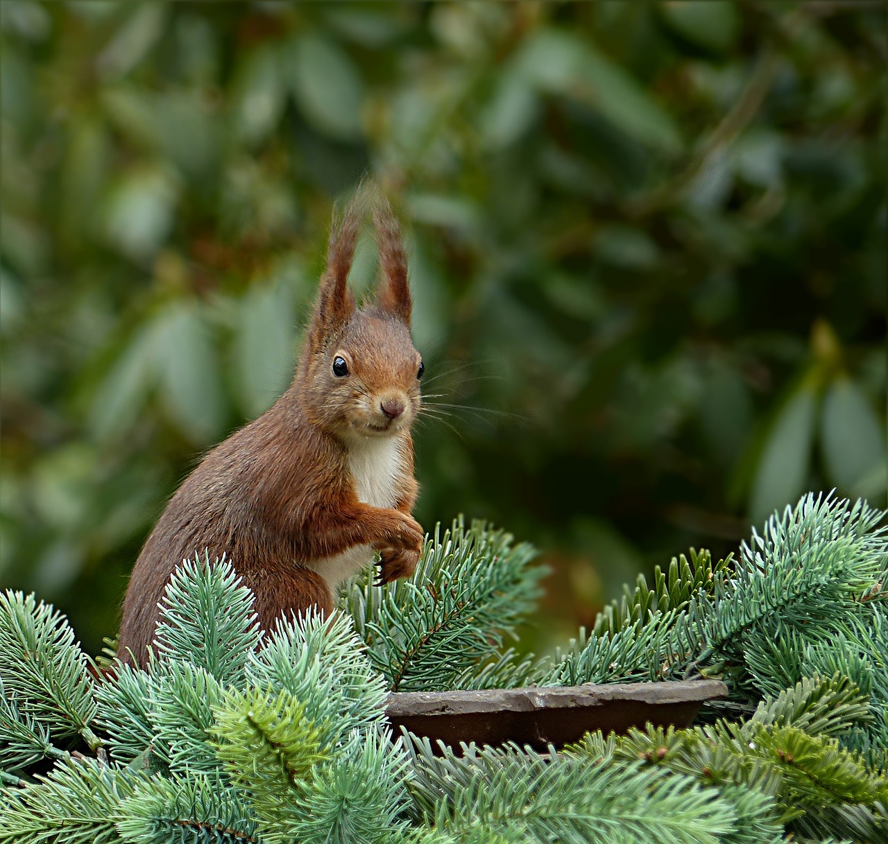 animal mammal squirrel free photo