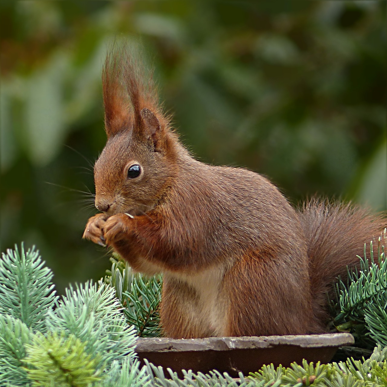 animal mammal squirrel free photo