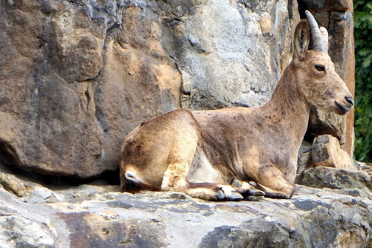 animal mammal horns free photo