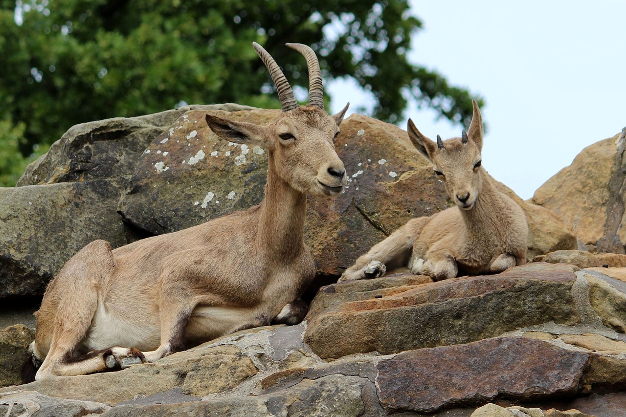 animal mammal horns free photo