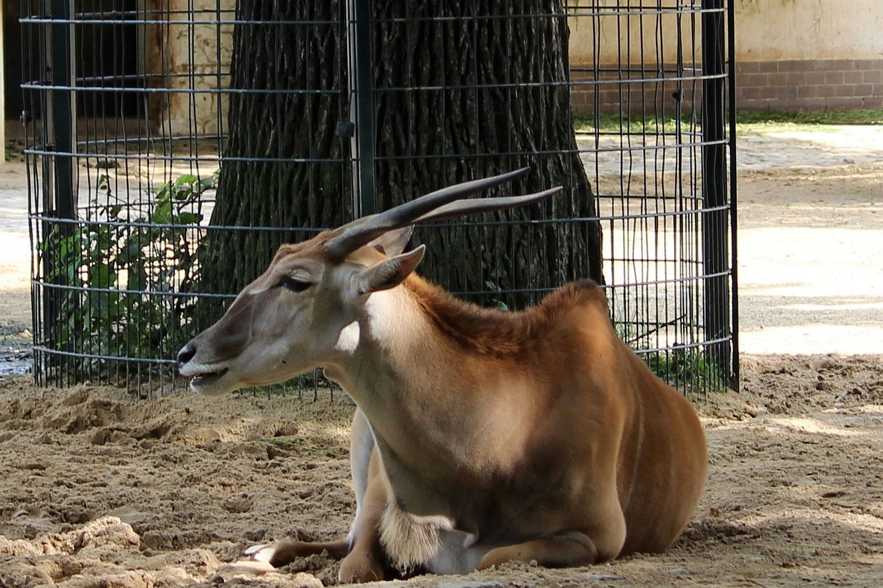 animal mammal horns free photo
