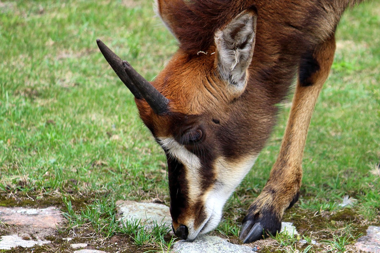 animal mammal horns free photo