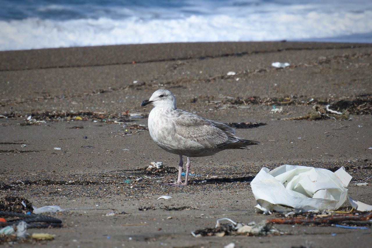 animal sea beach free photo