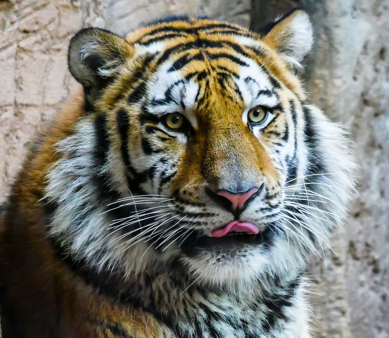 animal tiger predator free photo