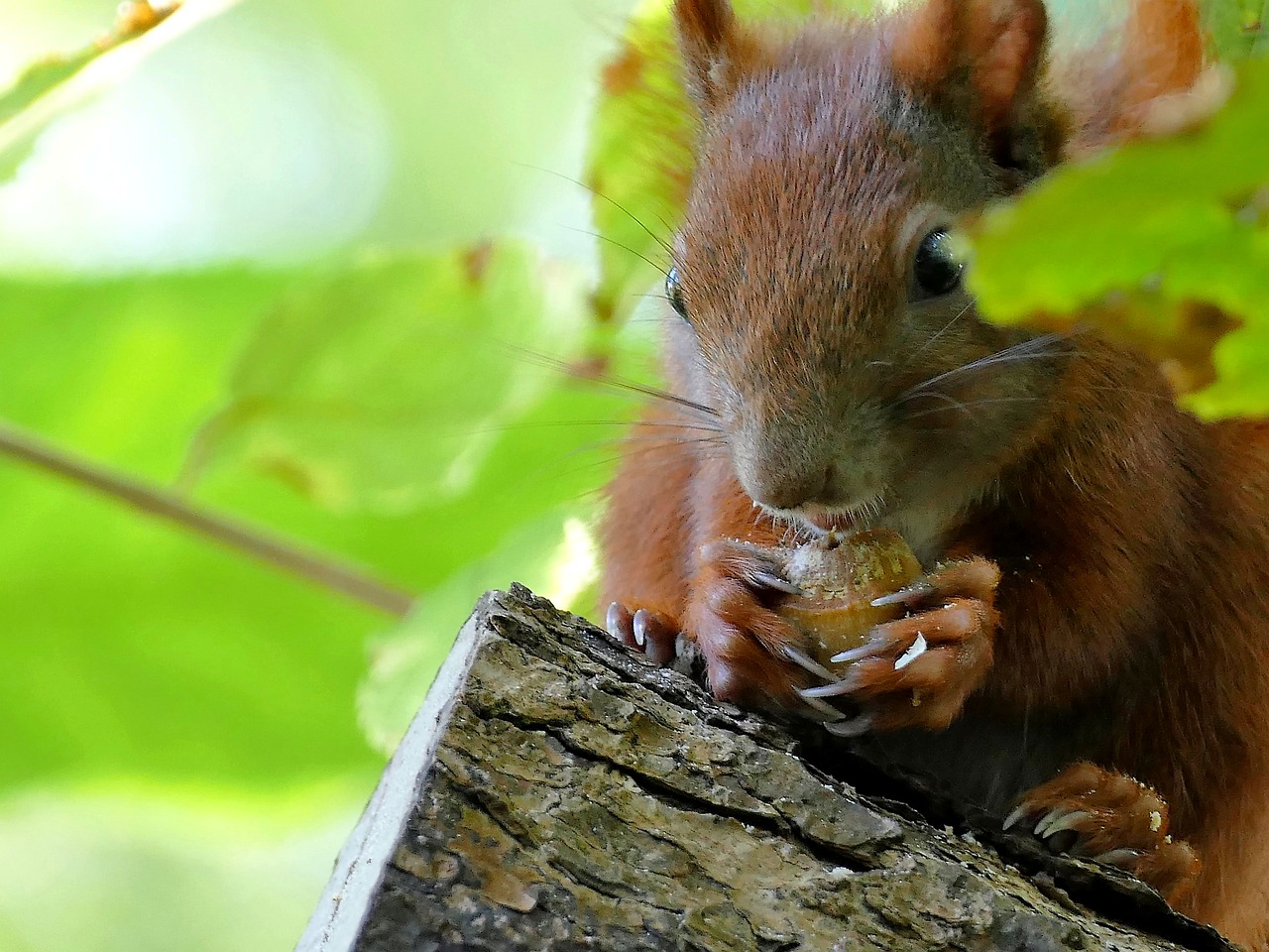 animal squirrel tree free photo