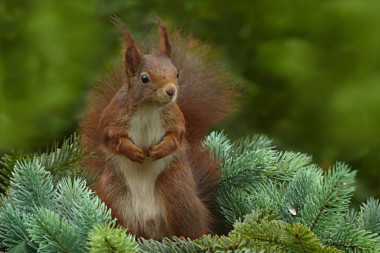 animal squirrel sciurus vulgaris major free photo