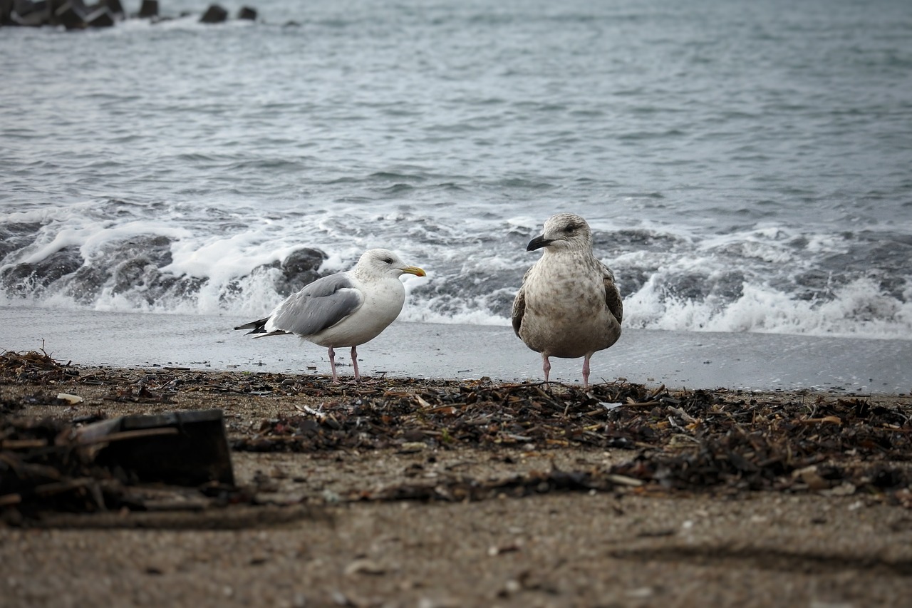 animal sea beach free photo