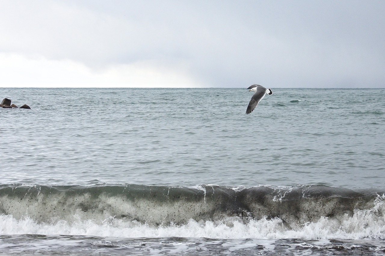 animal sea beach free photo