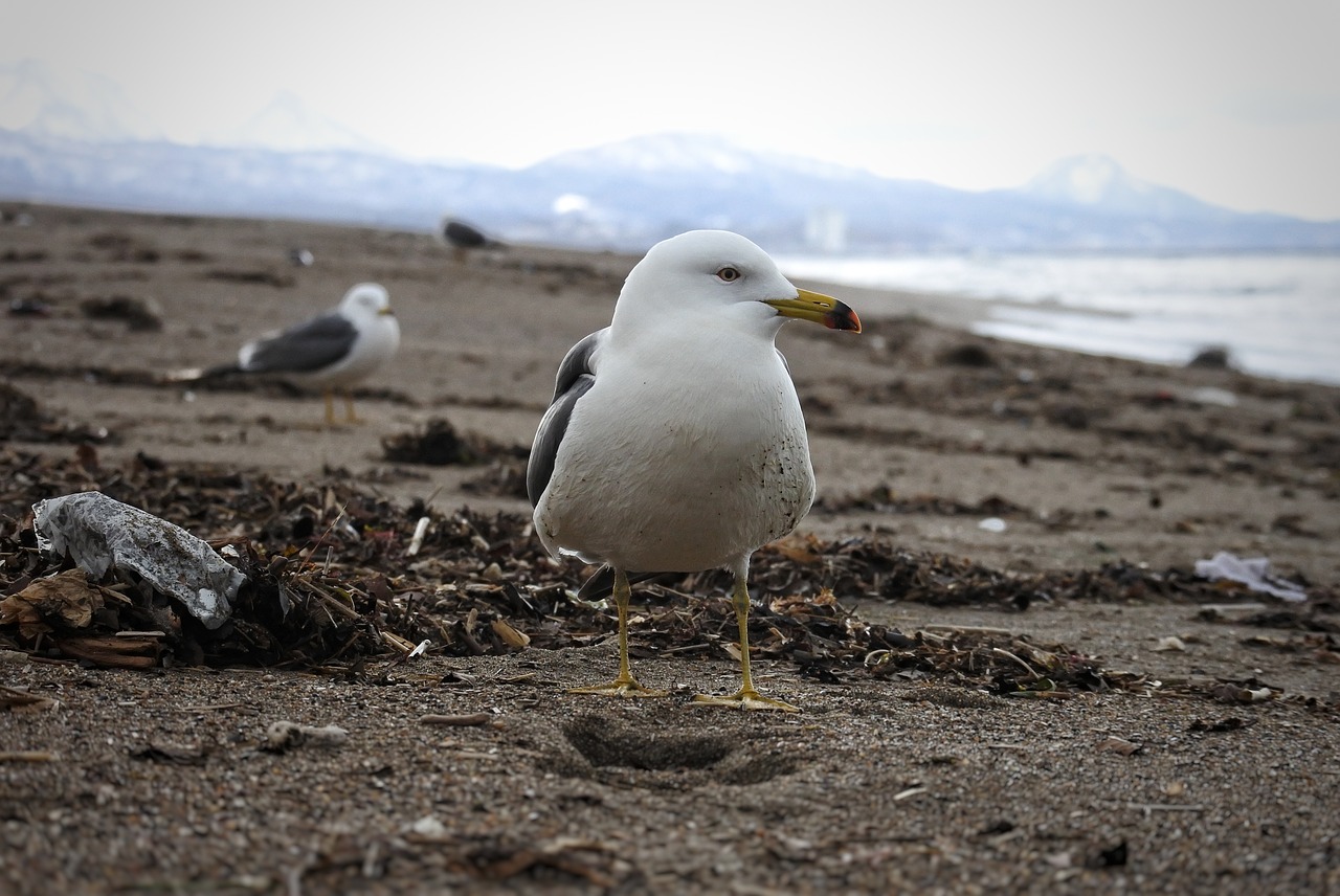 animal sea beach free photo