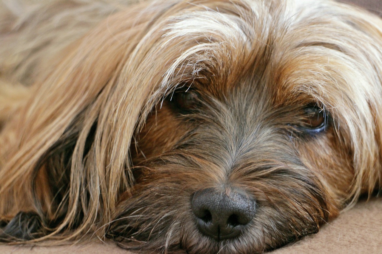 animal dog tibetan terrier free photo