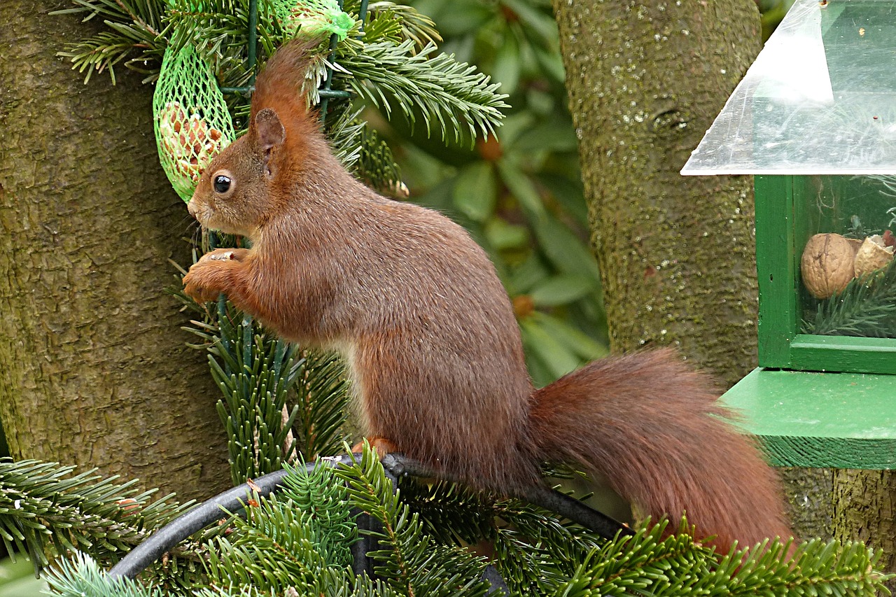 animal squirrel sciurus vulgaris major free photo