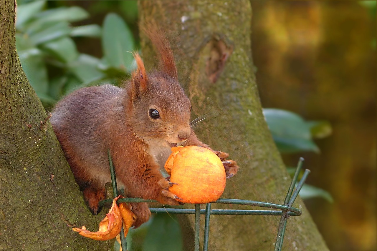 animal squirrel sciurus vulgaris major free photo