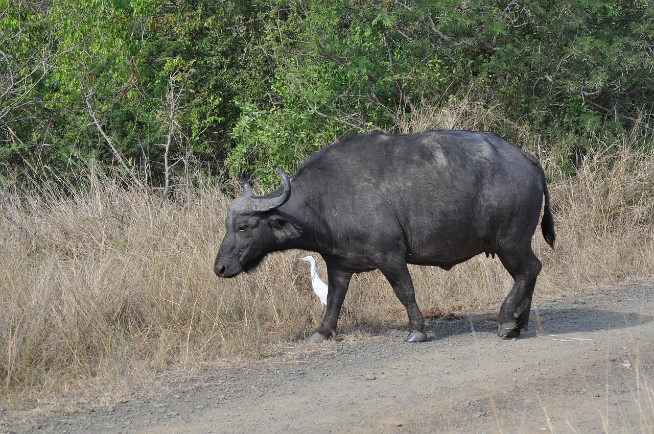 animal buffalo bison free photo