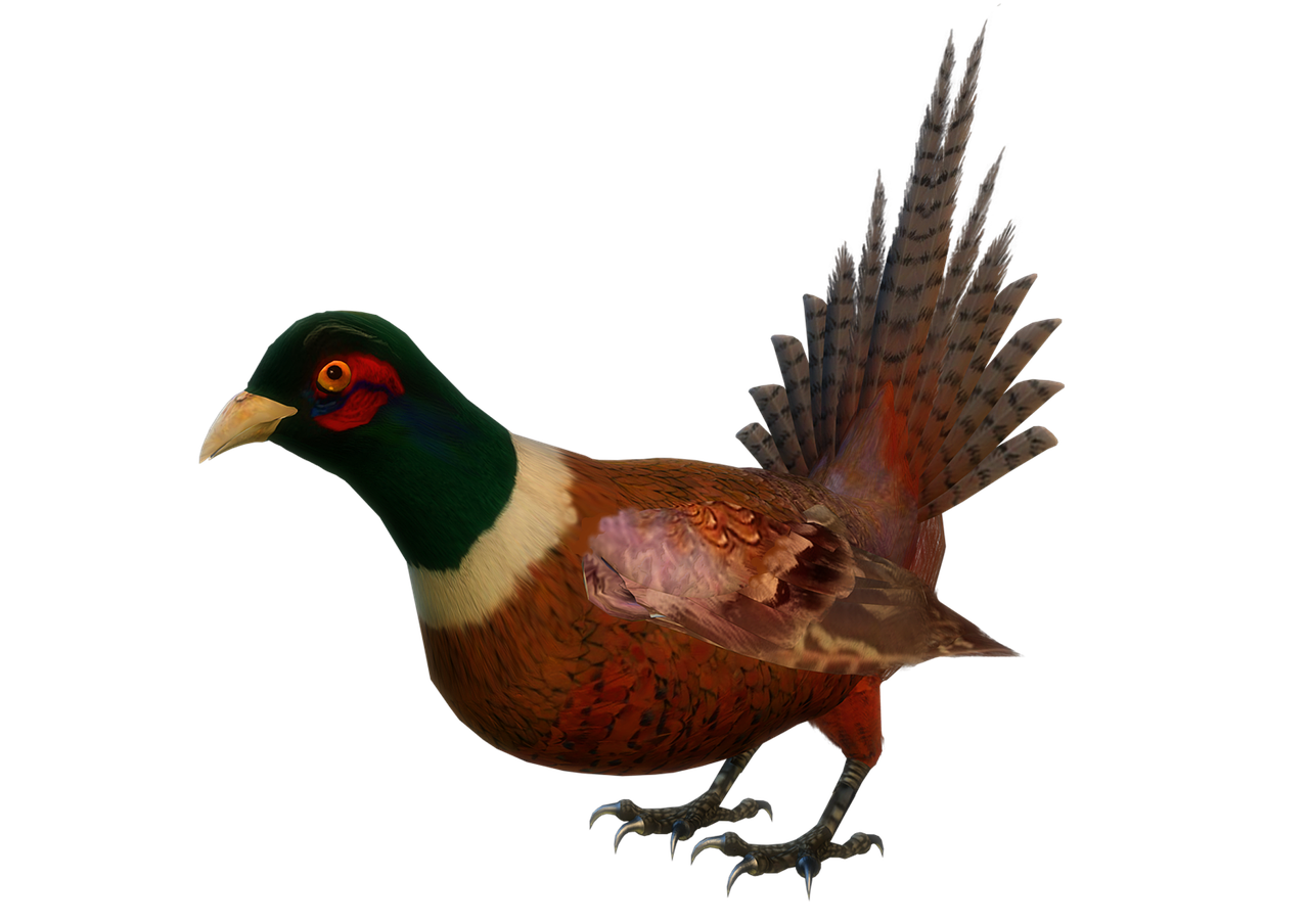 animal game bird colored free photo