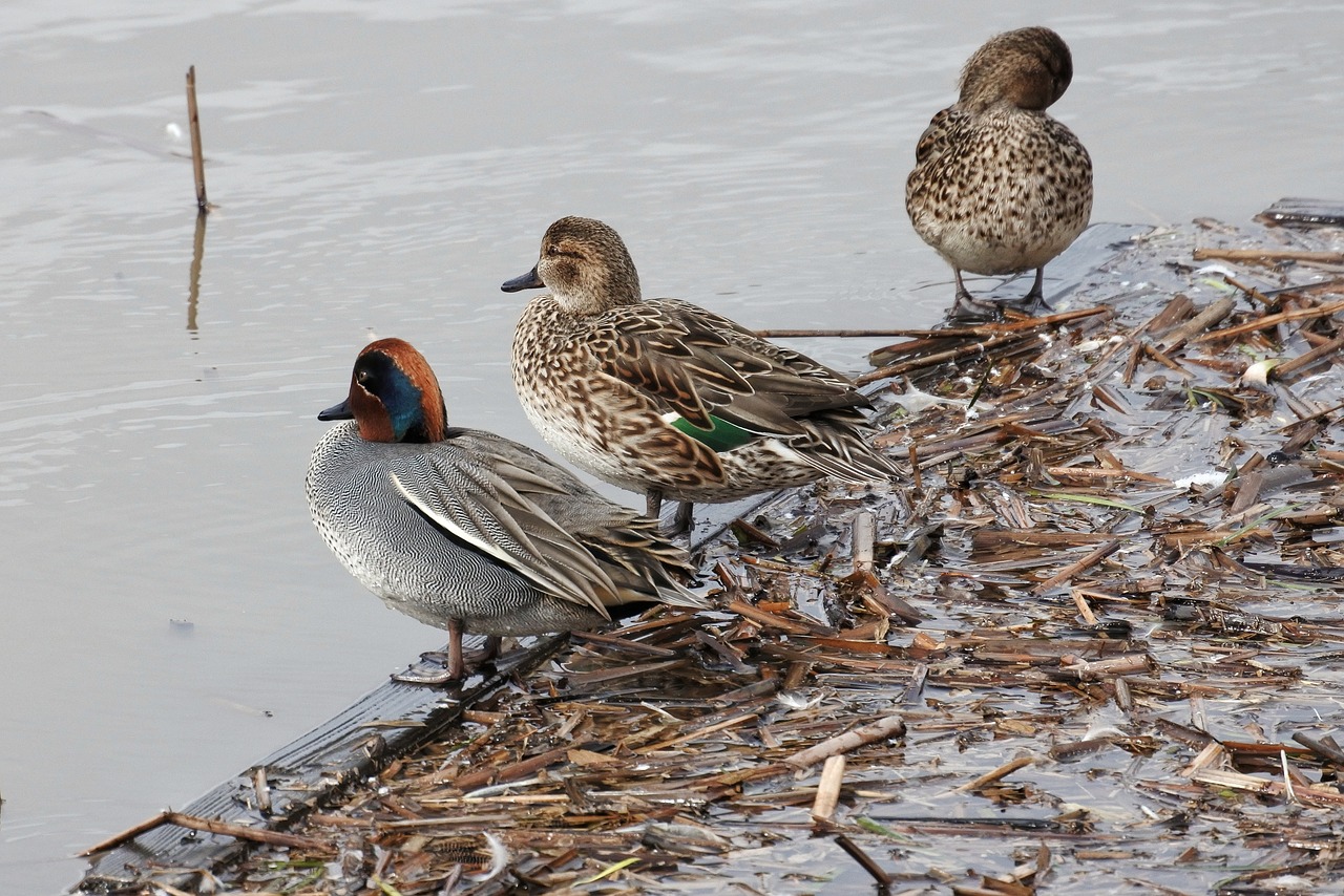 animal duck waterfowl free photo