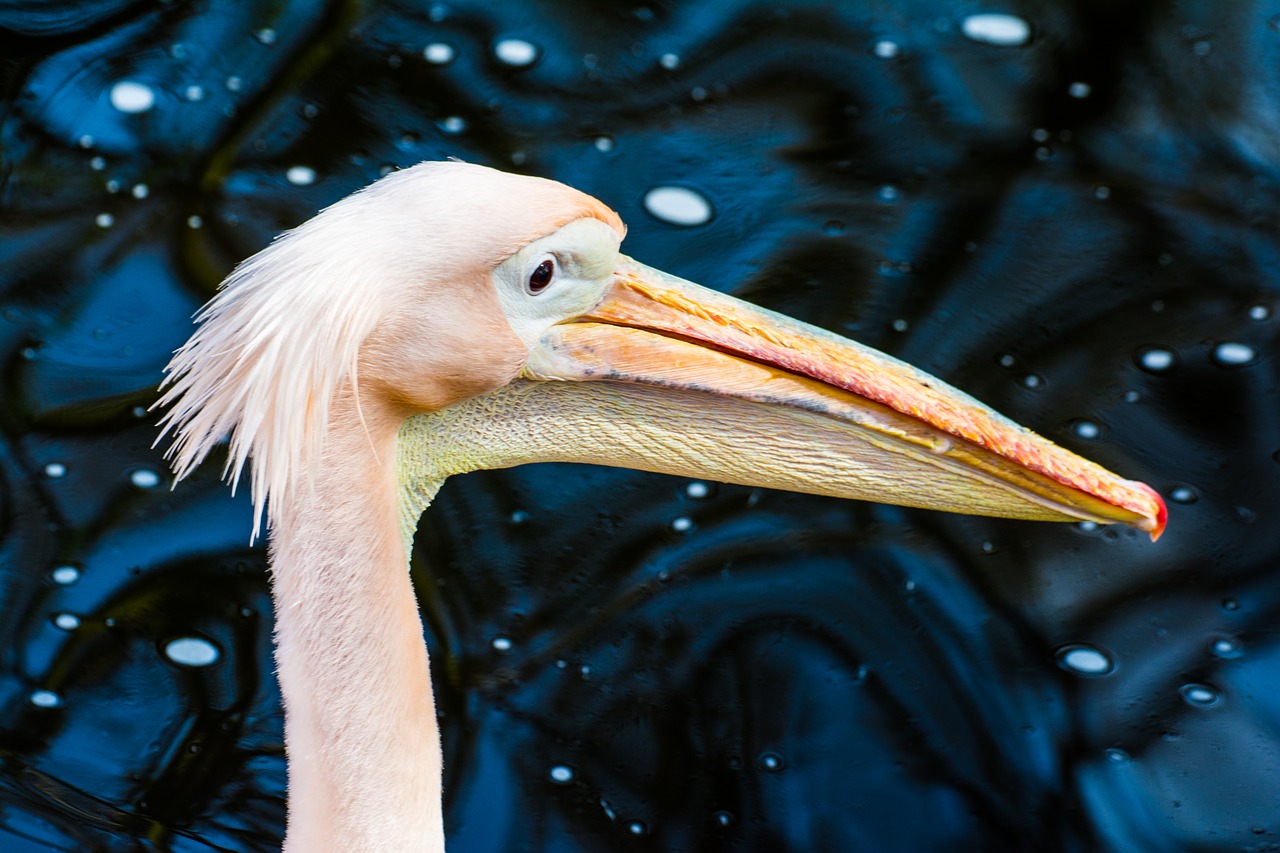 animal zoo water free photo