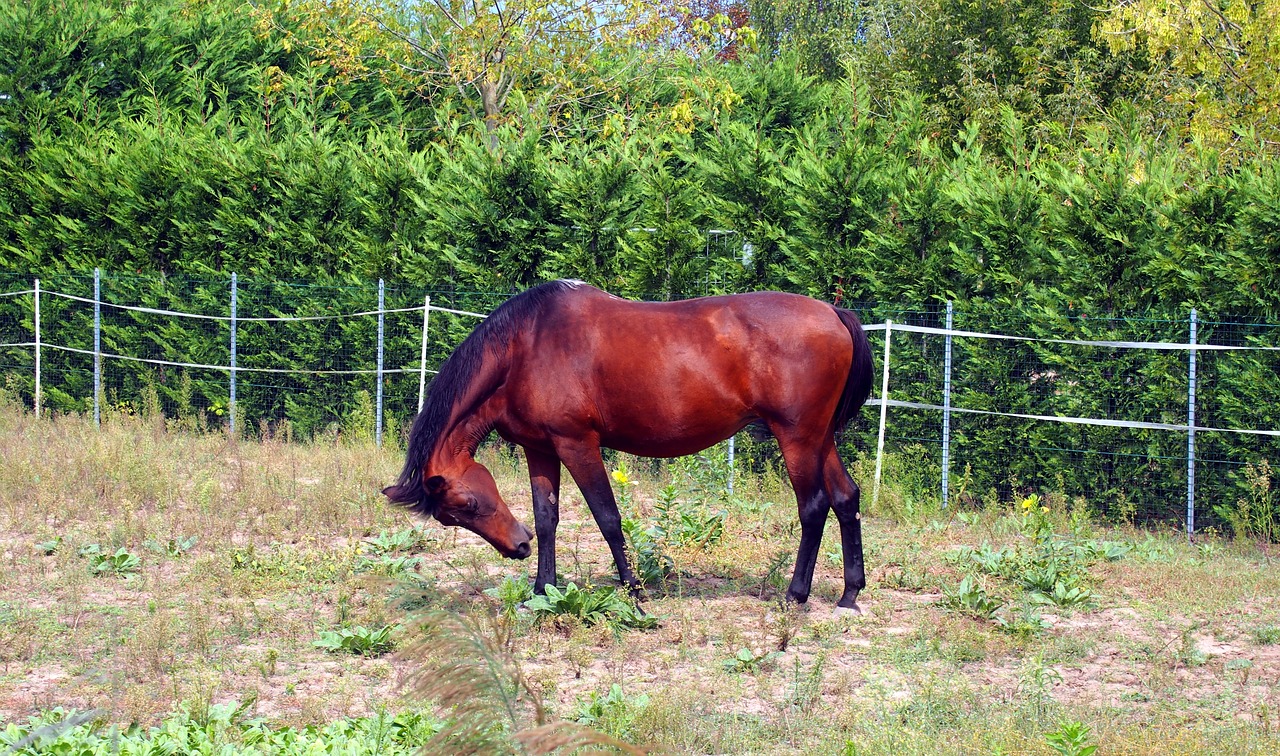 animal horse summer free photo