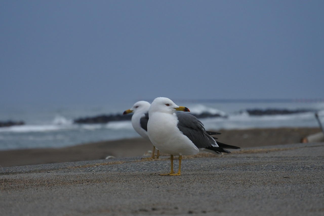 animal sea beach free photo