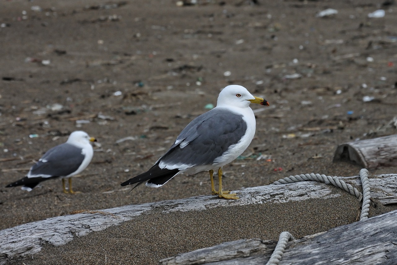 animal sea beach free photo