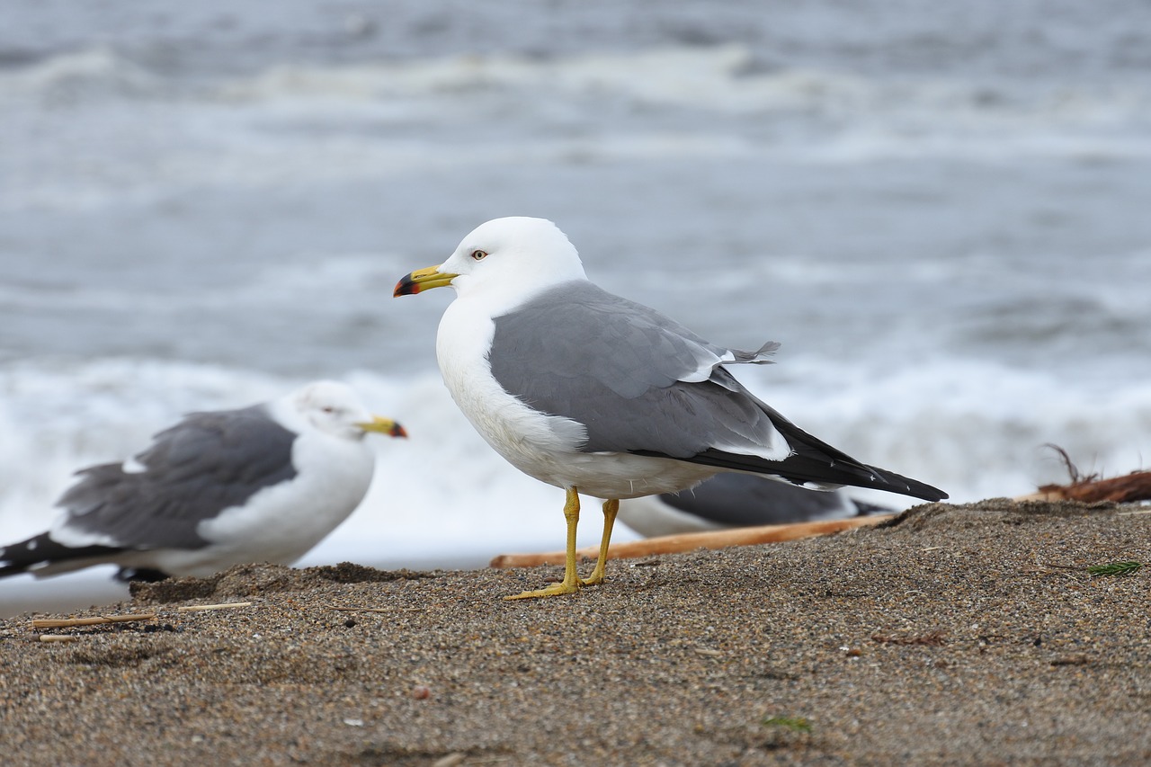 animal sea beach free photo