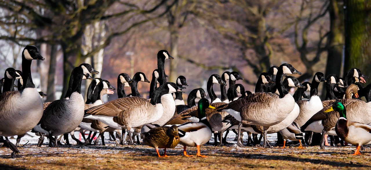 animal goose ducks free photo