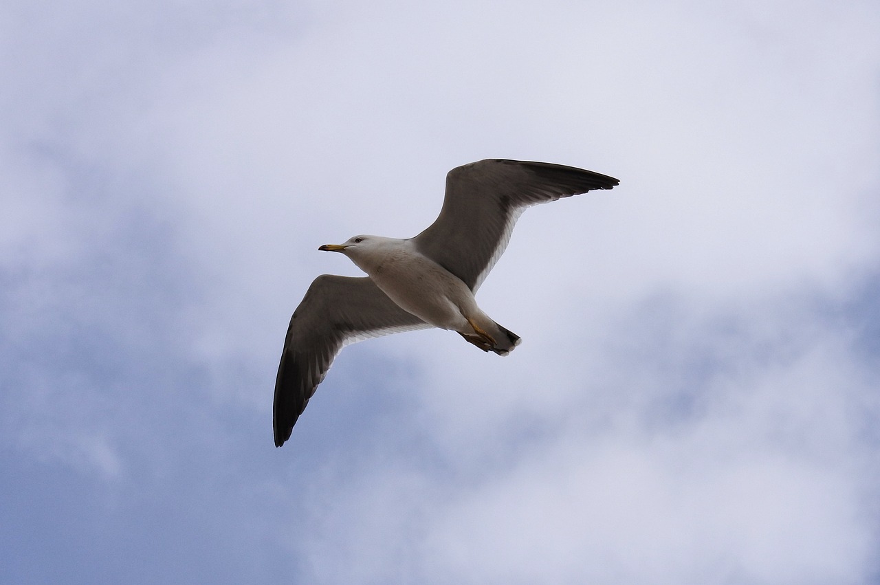 animal sky cloud free photo