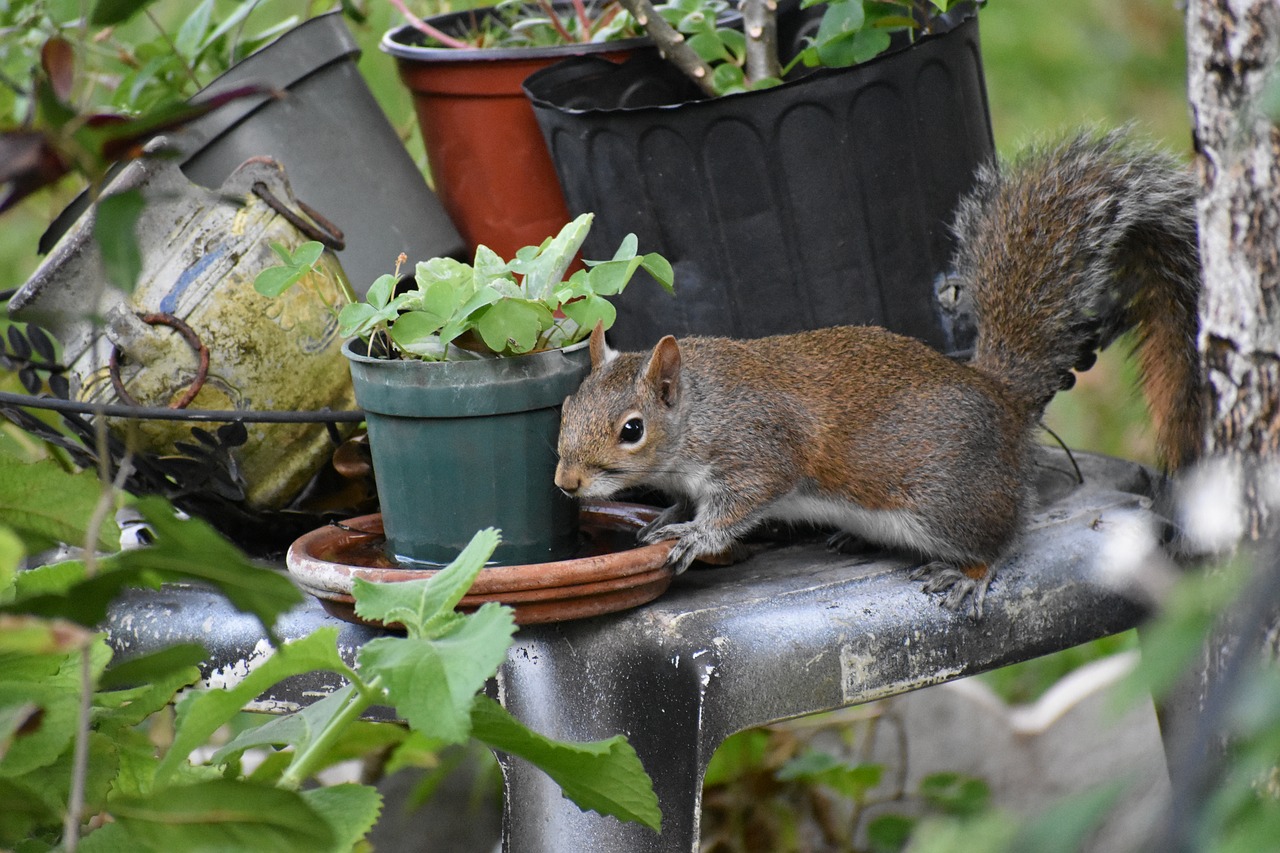 animal squirrel nature free photo