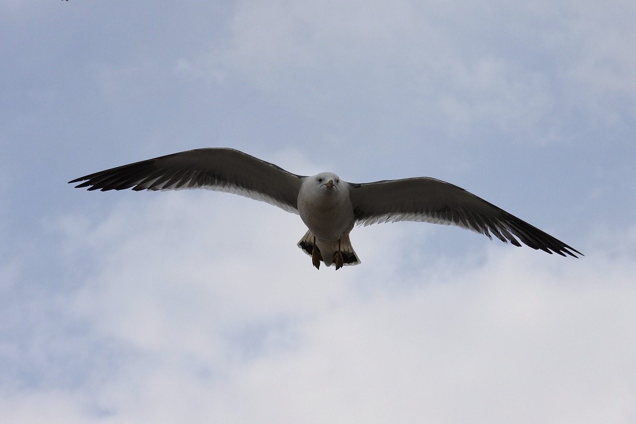 animal sky cloud free photo