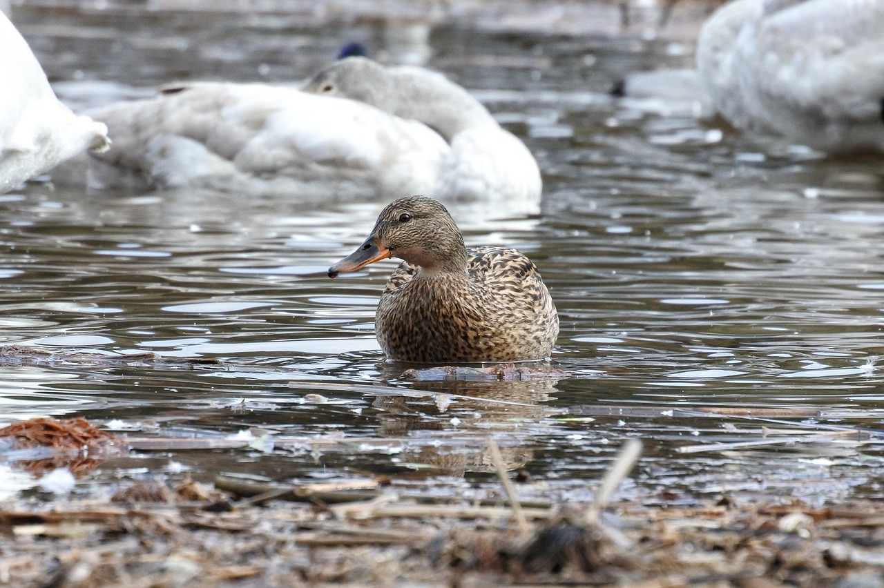 animal duck waterfowl free photo