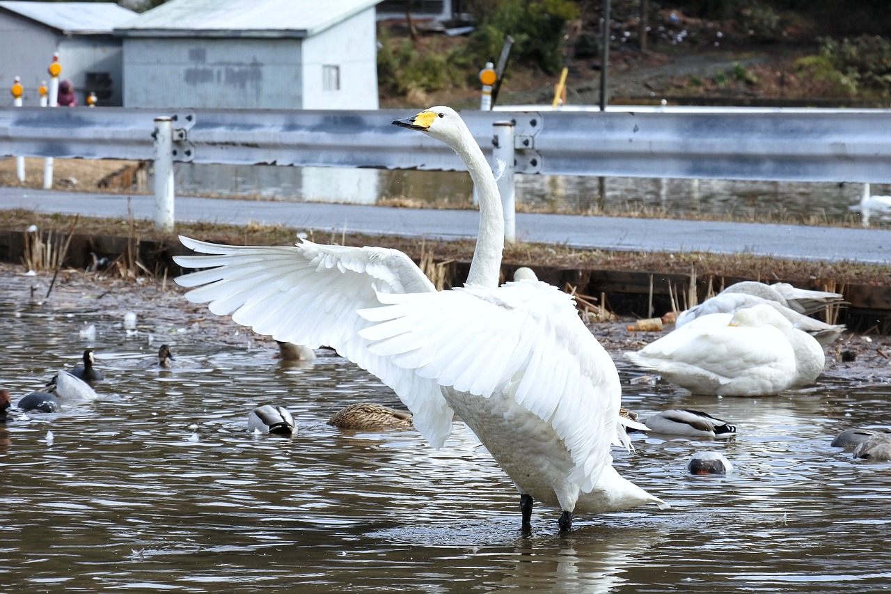 animal swan waterfowl free photo