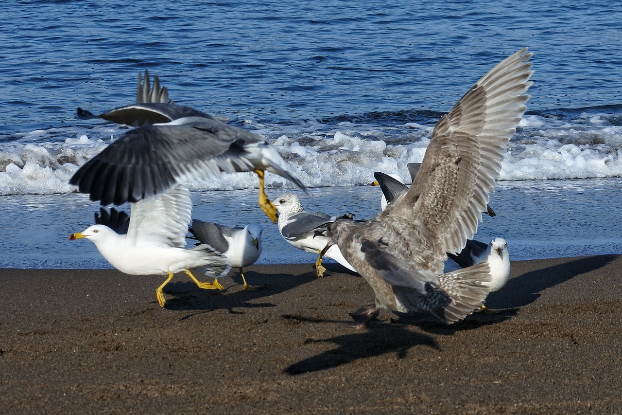 animal sea beach free photo