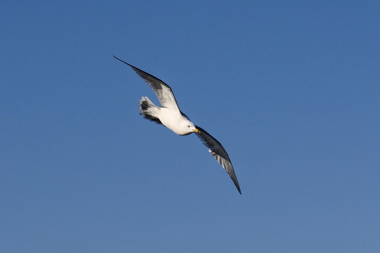 animal sky beach free photo