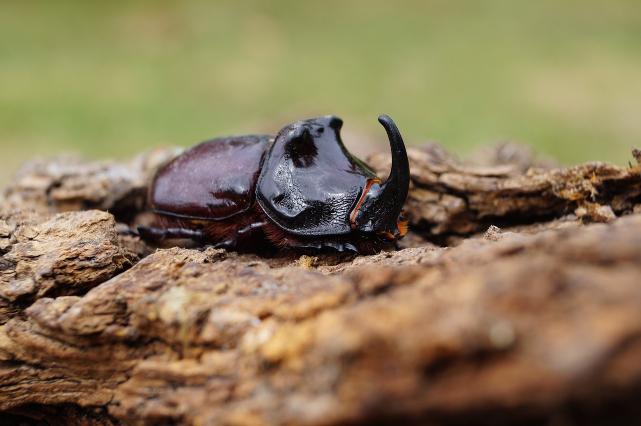 animal bug natur free photo