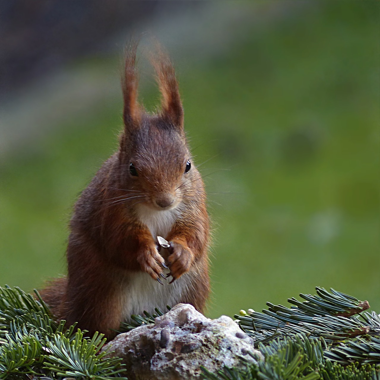 animal rodent squirrel free photo