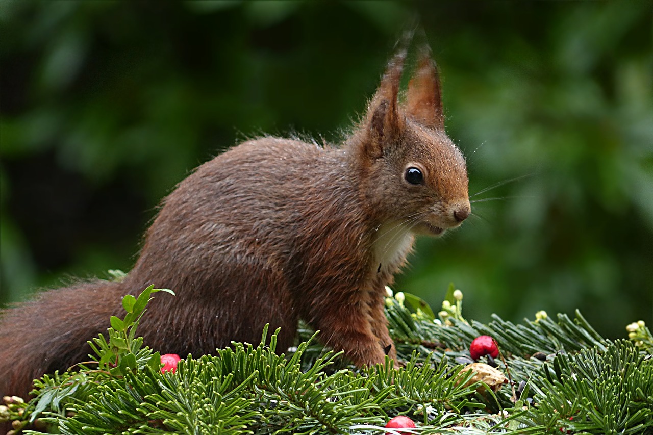 animal rodent squirrel free photo