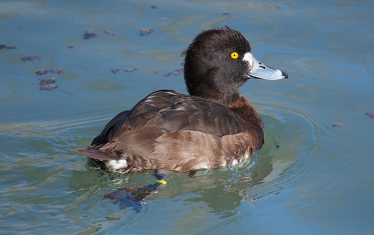 animal bird duck free photo