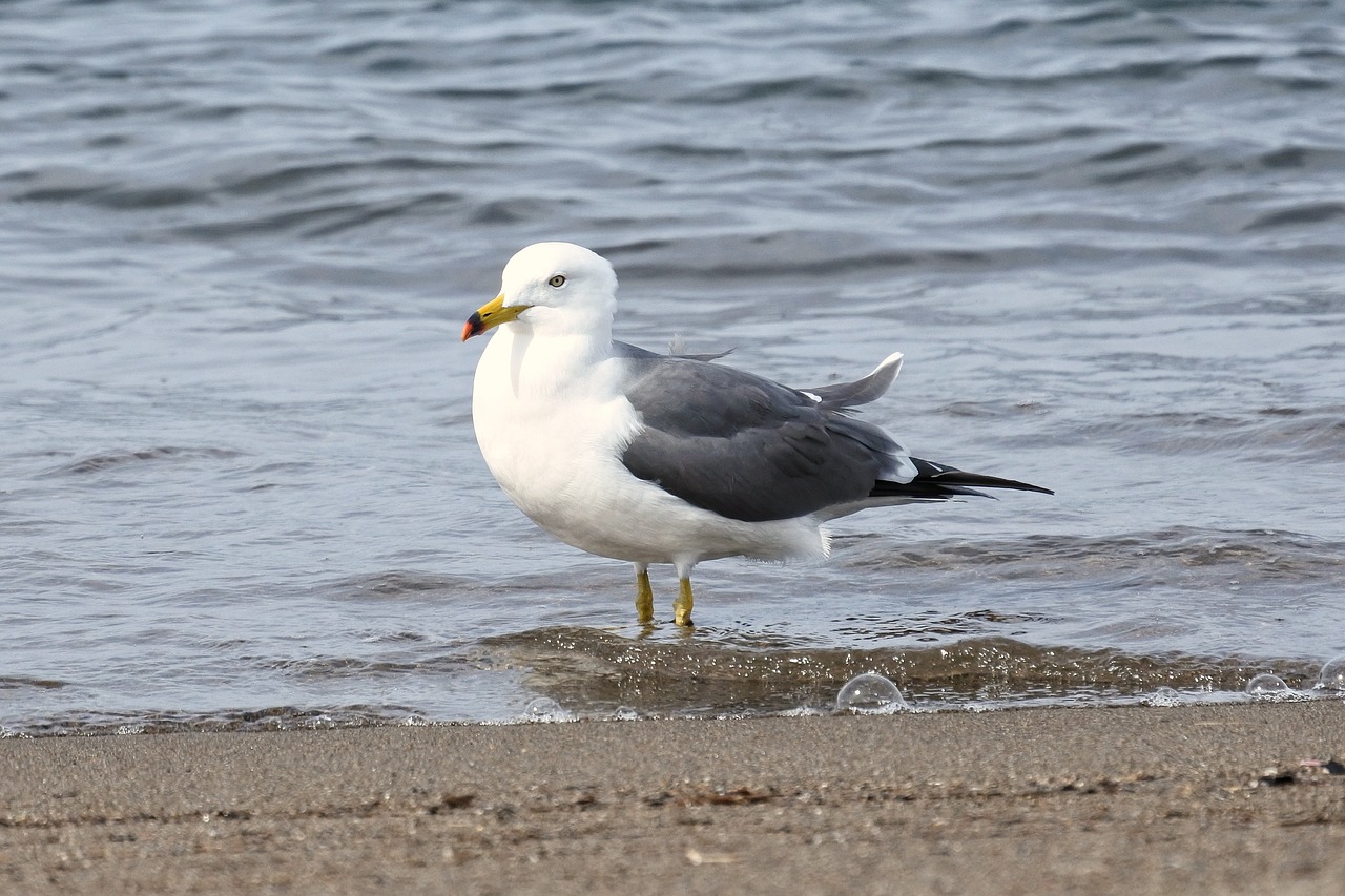 animal sea beach free photo