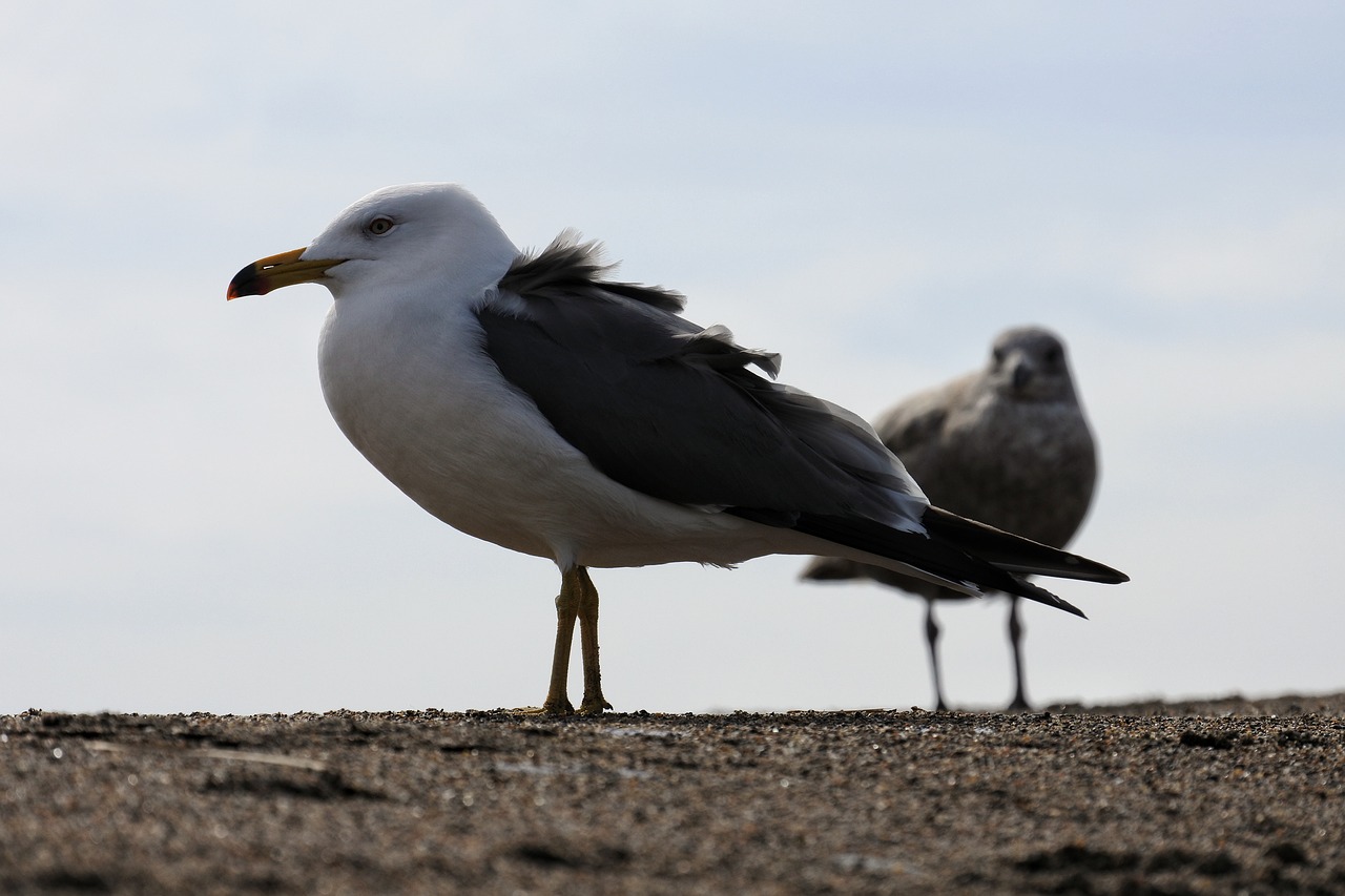 animal sky sea free photo