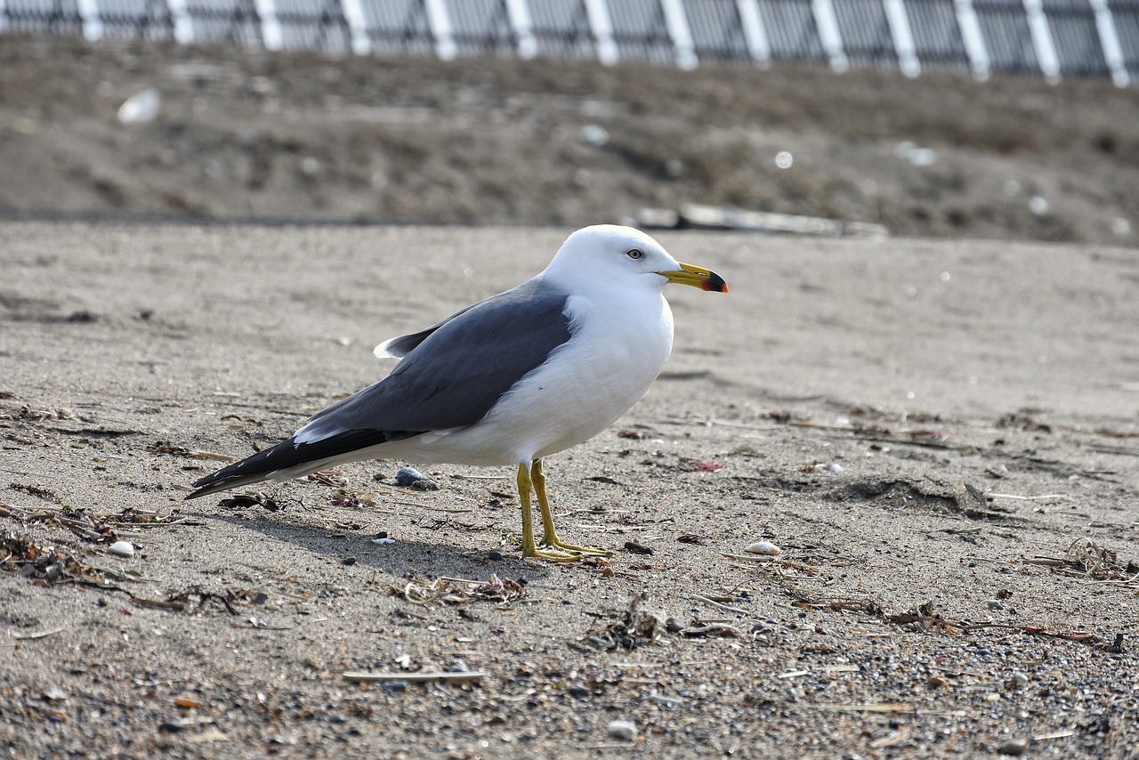 animal sea beach free photo