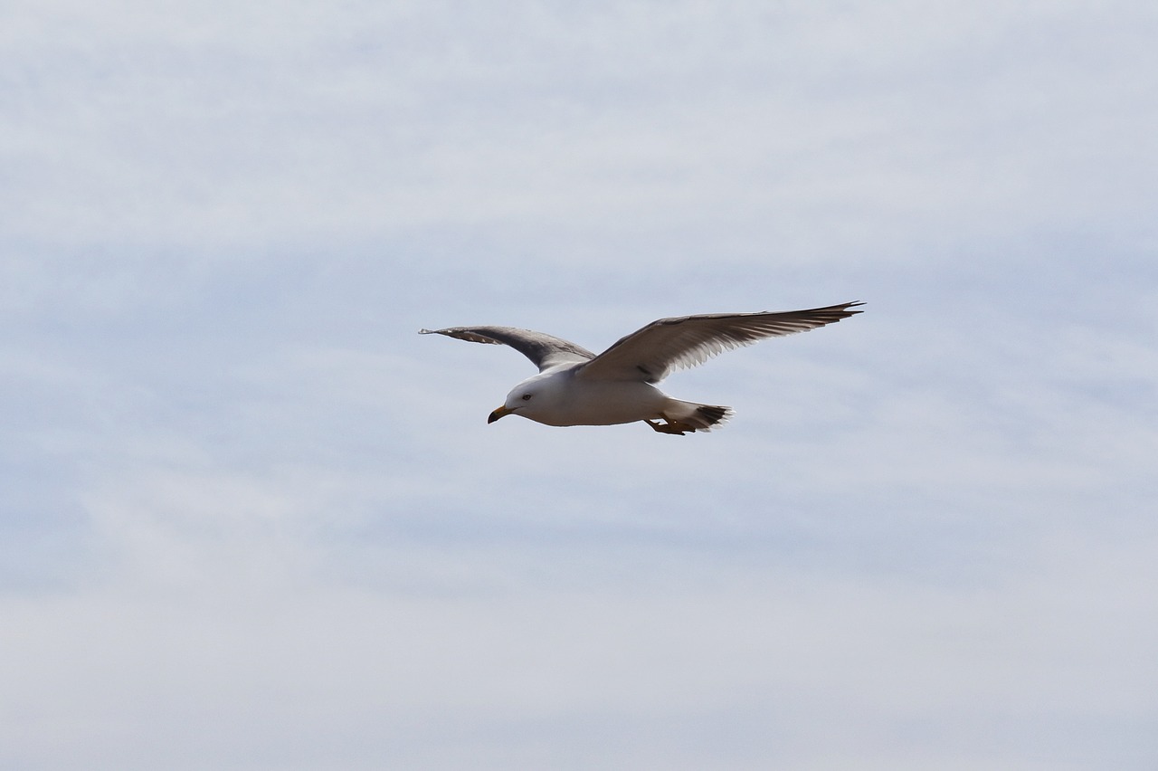 animal sky cloud free photo