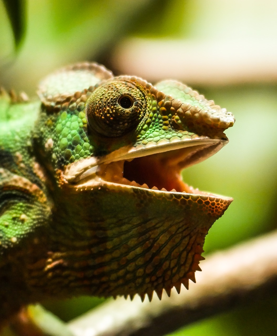 animal chameleon reptile free photo
