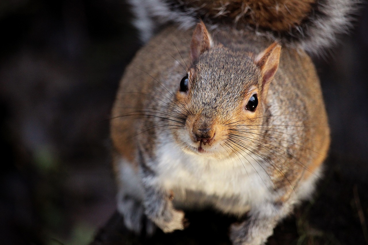 animal squirrel nature free photo