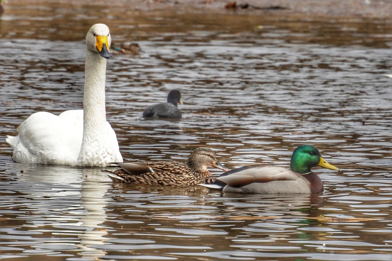 animal duck swan free photo