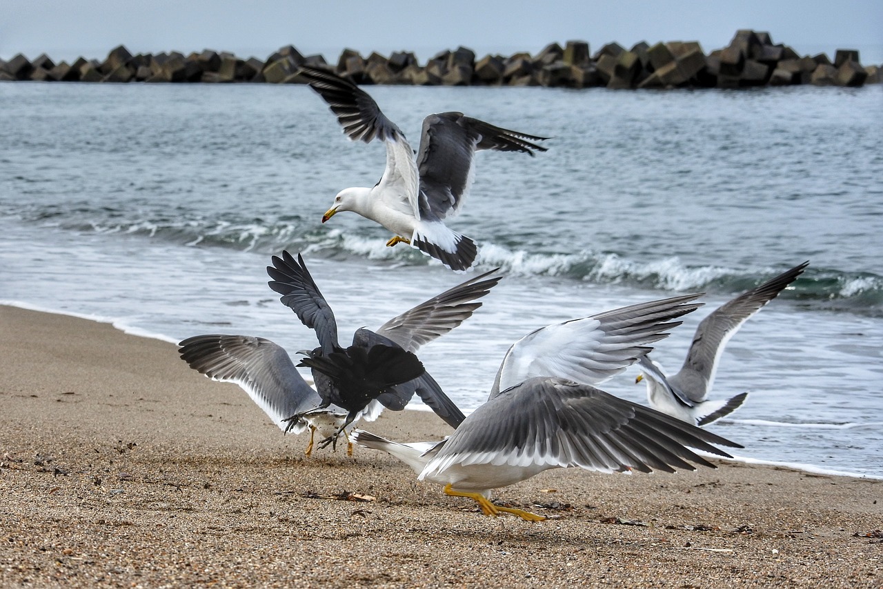 animal sea beach free photo