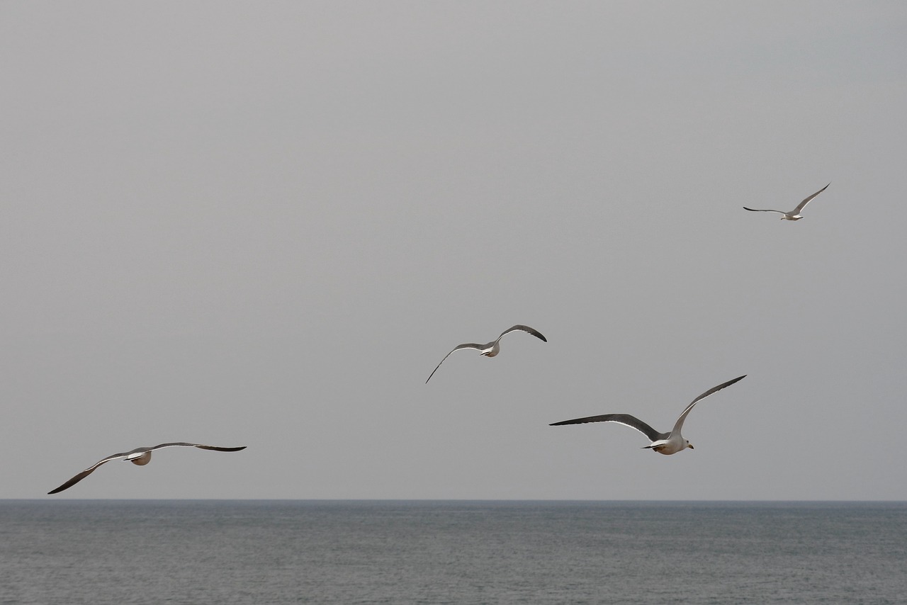 animal sky sea free photo