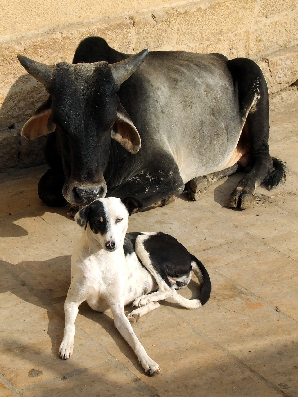 animal cow dog free photo