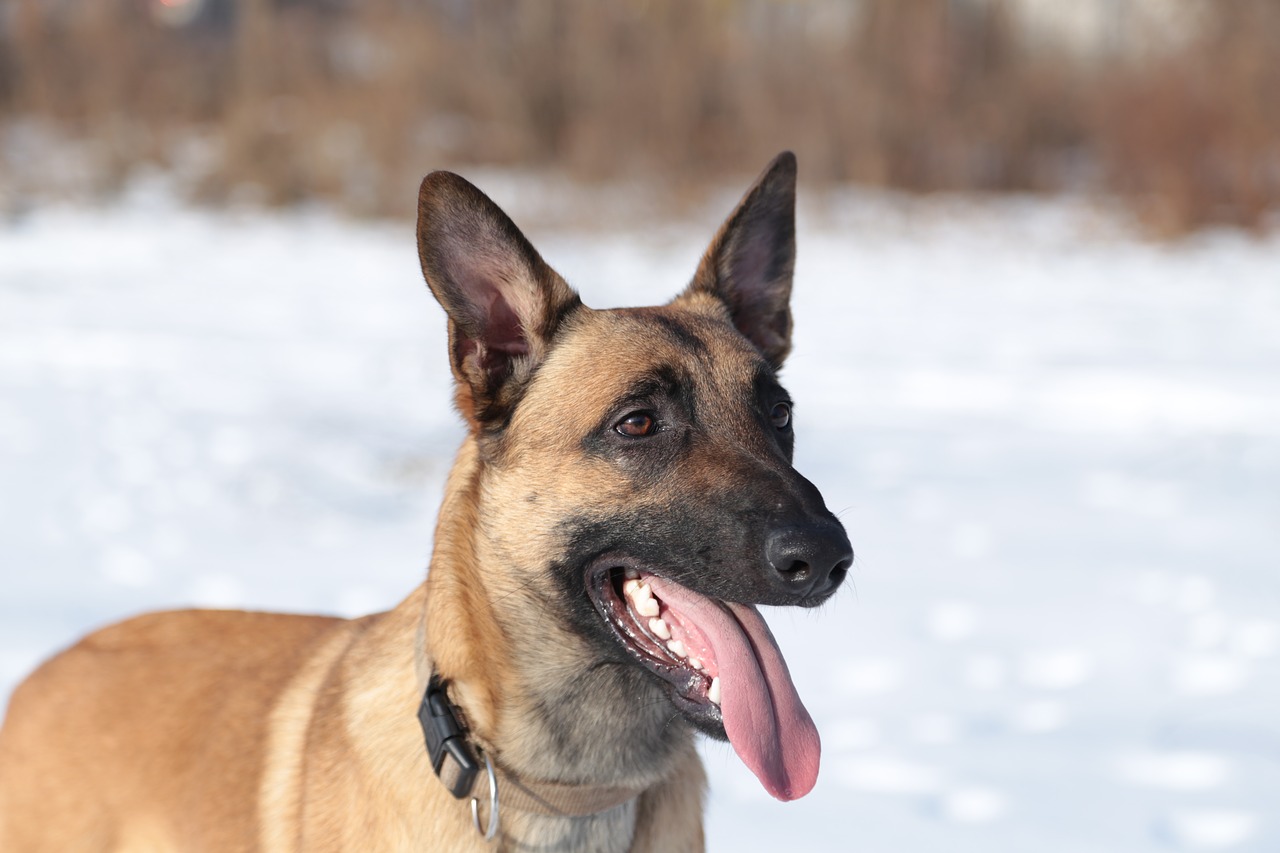 animal dog portrait free photo