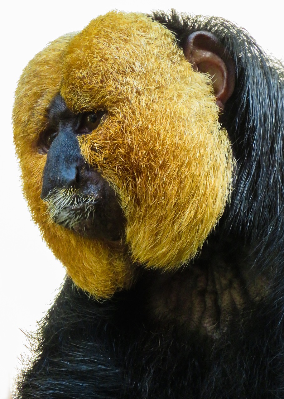 animal monkey saki free photo
